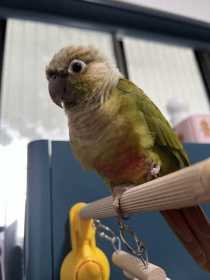 Lost Conure