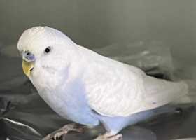 Lost Budgerigar