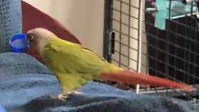 Lost Conure