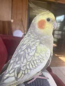 Lost Cockatiel