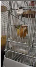 Lost Lovebird