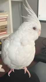 Lost Cockatiel