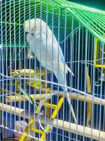 Lost Budgerigar