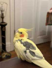 Lost Cockatiel