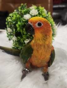 Lost Conure