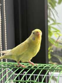 Lost Budgerigar