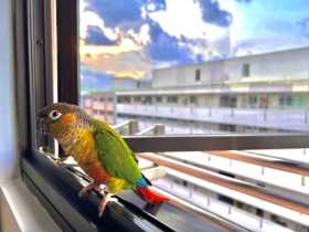 Lost Conure