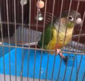 Lost Conure