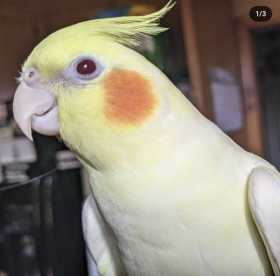 Lost Cockatiel