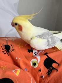 Lost Cockatiel