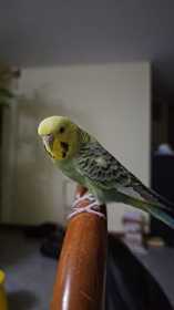 Lost Budgerigar