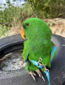 Lost Eclectus