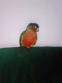 Lost Conure