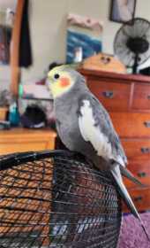 Lost Cockatiel