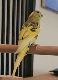 Lost Budgerigar