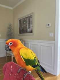 Lost Conure