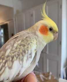 Lost Cockatiel