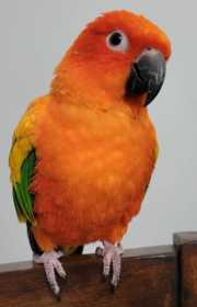 Lost Conure