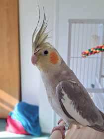 Lost Cockatiel