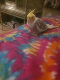 Lost Cockatiel