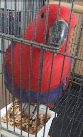 Lost Eclectus