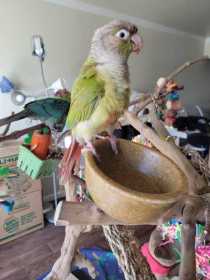 Lost Conure