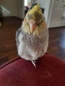 Lost Cockatiel