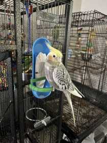 Lost Cockatiel