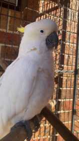 Lost Cockatoo