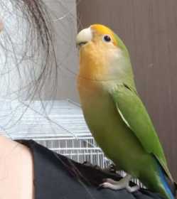 Lost Lovebird