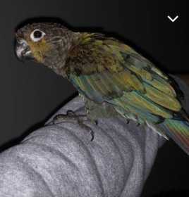 Lost Conure