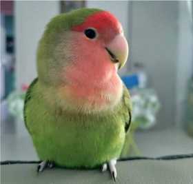 Lost Lovebird