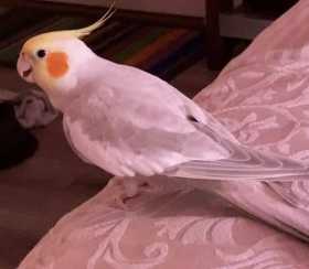 Lost Cockatiel