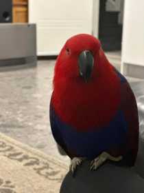 Lost Eclectus