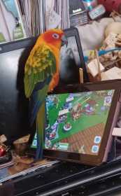 Lost Conure