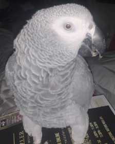 Lost African Grey