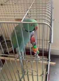 Lost Indian Ringneck Parakeet