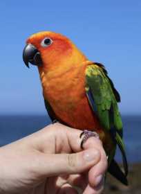 Lost Conure