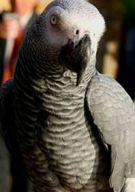 Lost African Grey