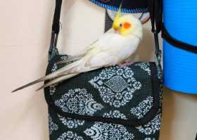 Lost Cockatiel