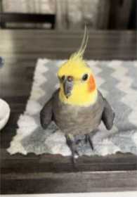 Lost Cockatiel