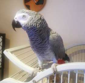 Lost African Grey