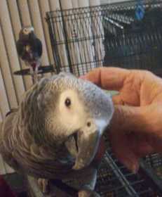 Lost African Grey