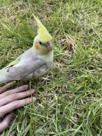 Lost Cockatiel