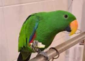 Lost Eclectus