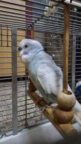 Lost Budgerigar