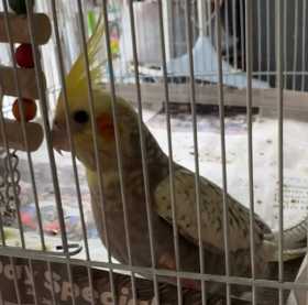 Lost Cockatiel