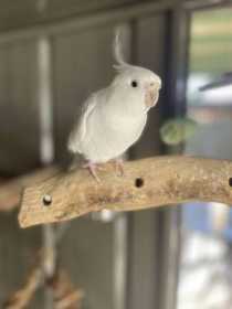 Lost Cockatiel