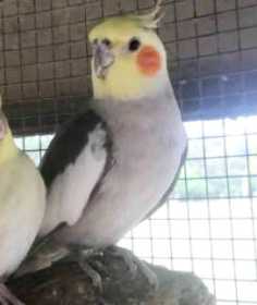 Lost Cockatiel