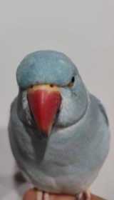 Lost Indian Ringneck Parakeet